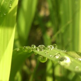 Water Droplets Picture