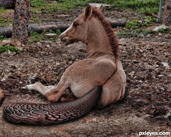 Creation of Beaver Foal: Final Result