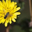 bee on flower source image