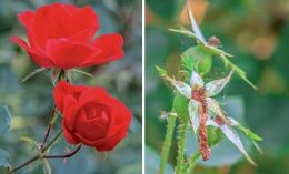 Red rose - dead rose