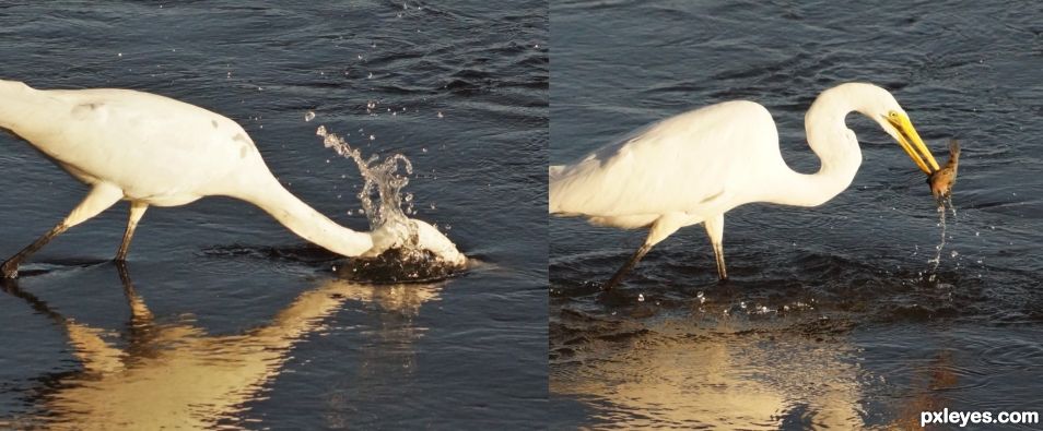 Great Egret Fishing