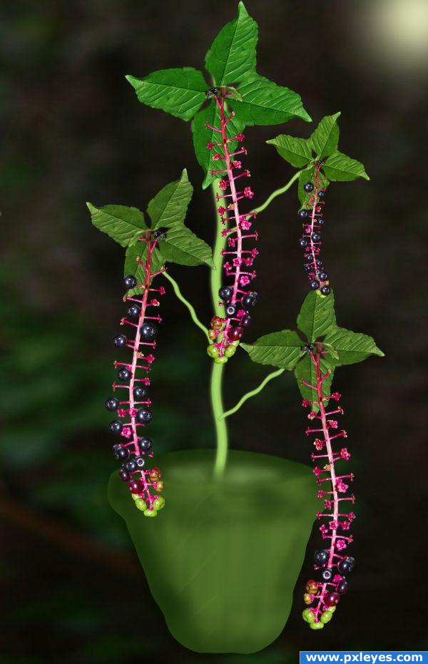 Berry plant