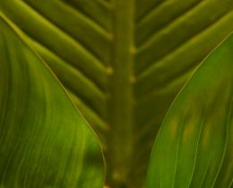 Out of focus