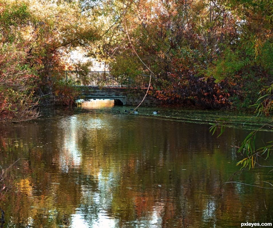 Wetlands Footbridge