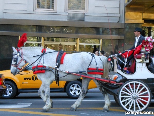 Horse and Carriage