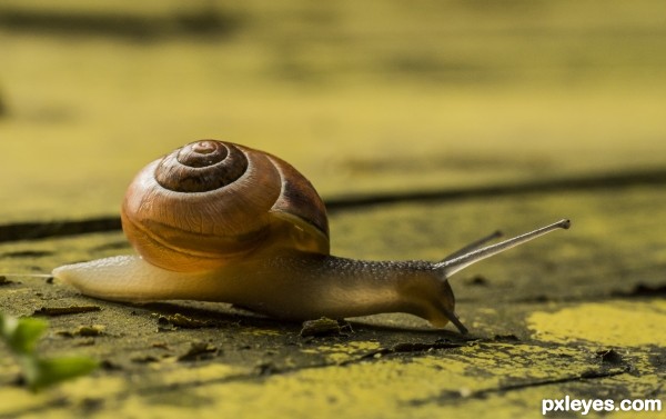 Snail