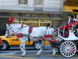 Horse and Carriage