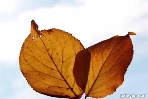 Leaves