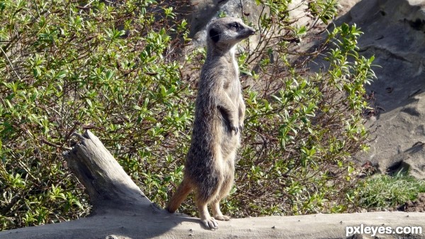 Meerkat