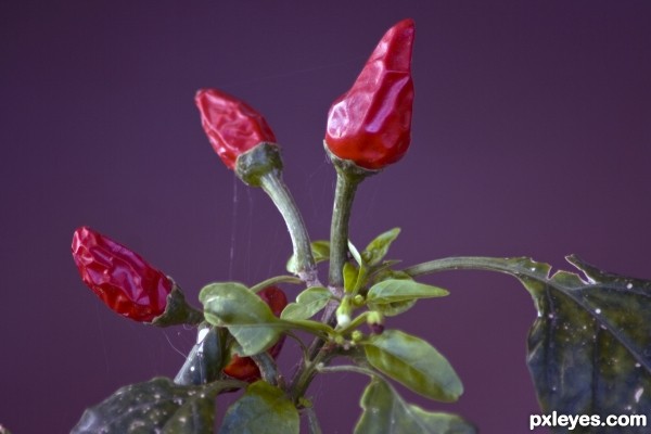 Red hot chilly peppers