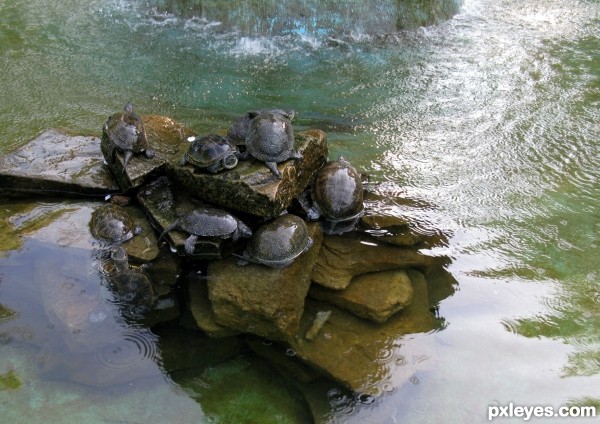 Resting place of the turtles