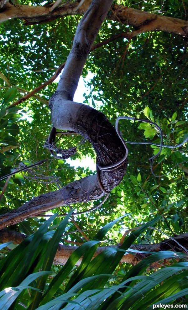 Swirling Branch