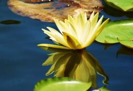 Water Flower