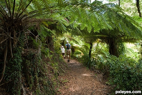 A bush walk on a summers day