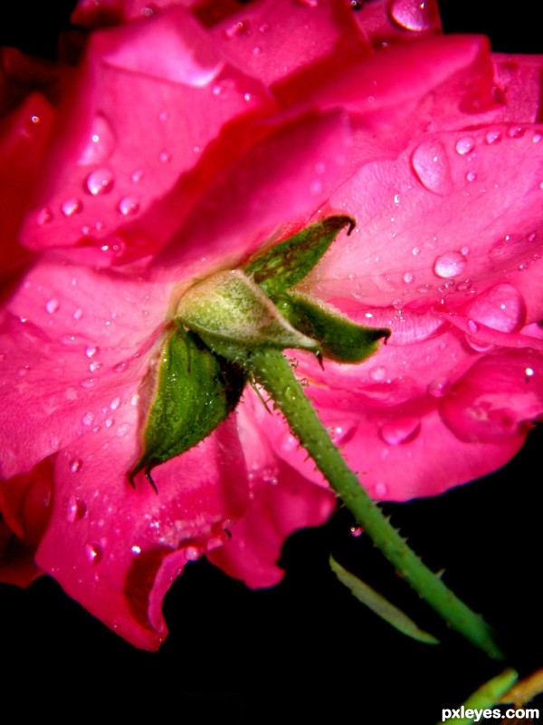 Droplets on Flowers