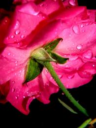 Droplets on Flowers