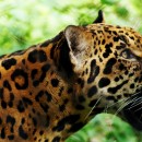 big cat source image