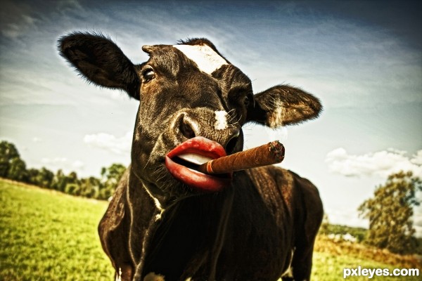 A good cigar after milking..