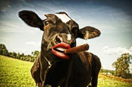 A good cigar after milking..