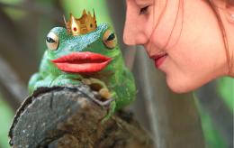 FrogPrince