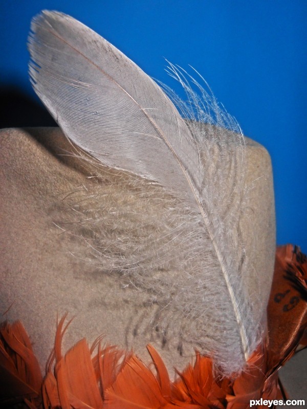 yankee doodle feather