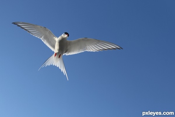 Arctic Tern