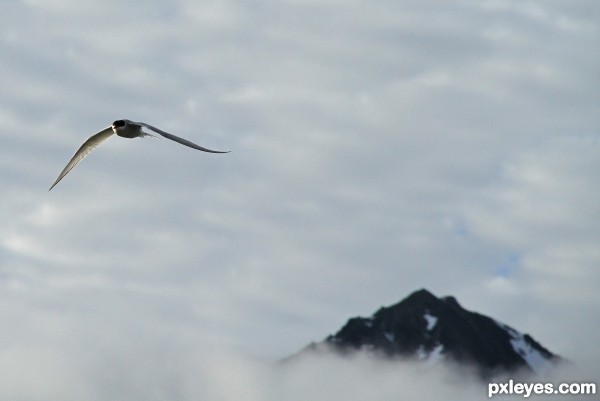 Arctic Tern in flight