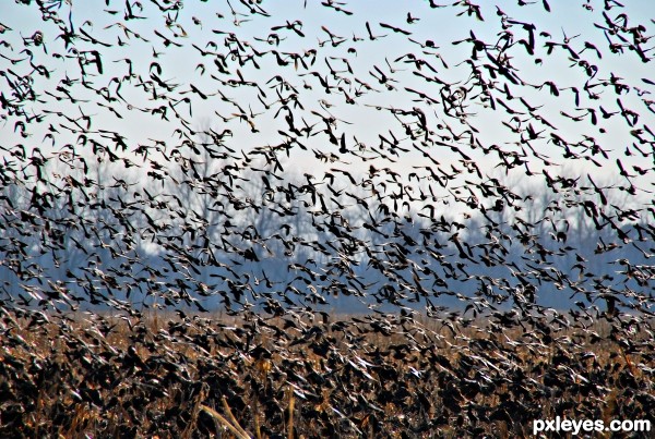 Birds Fill the Sky