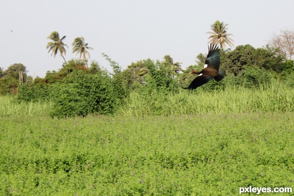 Black Ibis