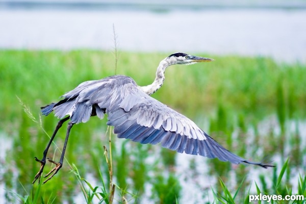 Great Blue Heron