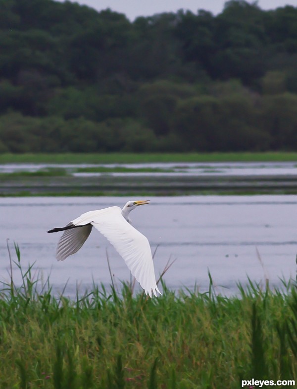 Great Egret