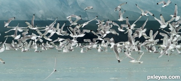 Gulls in front of Glacier