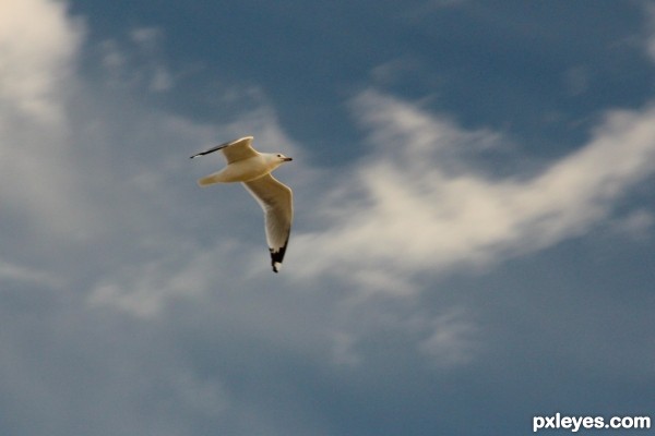 Mexican Bird