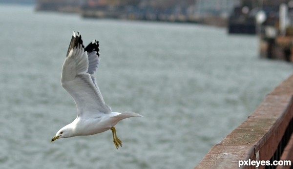 Seagull in Wyandotte