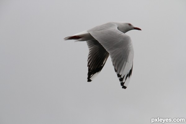 Seagull on overcast day