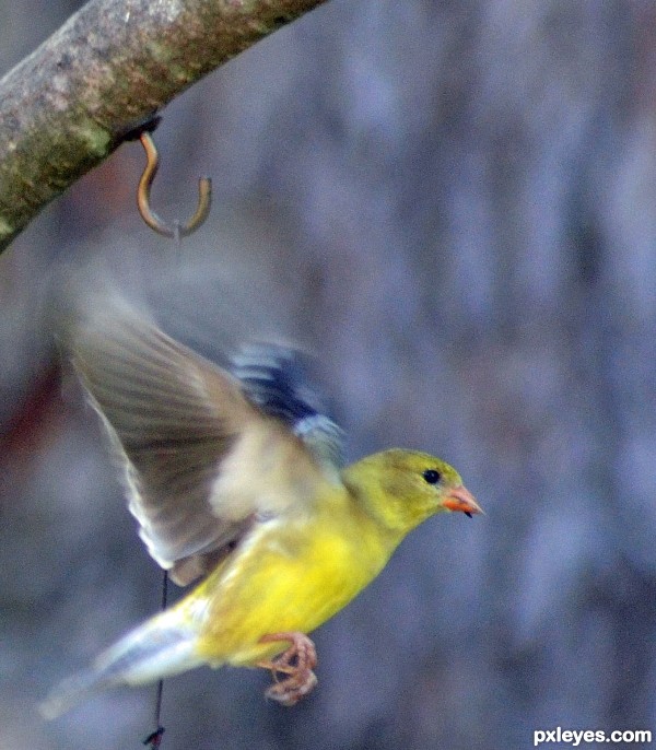 The Finch Flies Away