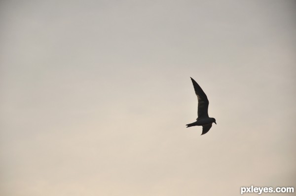 seagull 2