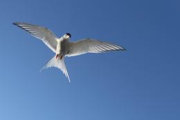 Arctic Tern