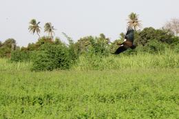 Black Ibis