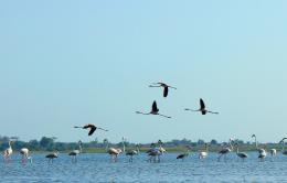 Flamingos