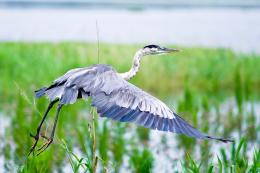 Great Blue Heron