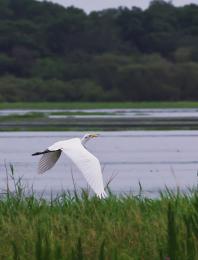 Great Egret