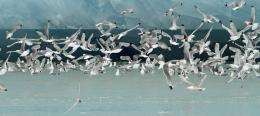 Gulls in front of Glacier