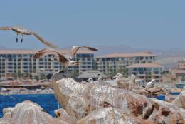 Mexican Gulls