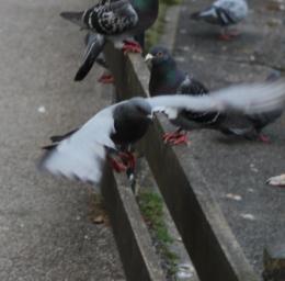 Pigeon in flight