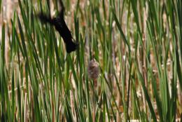 Red-Winged Black Bird