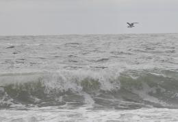 Seagull Over The Atlantic