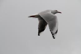 Seagull on overcast day Picture