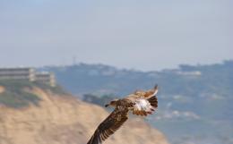 Soaring Seagull