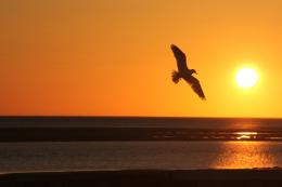 Sunset Bird